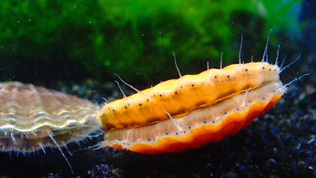 Black Sea mollusk Scallop (Flexopecten ponticus)