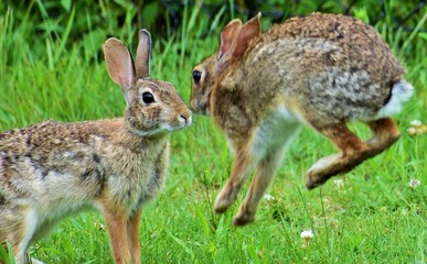 Funny Rabbit  in the park