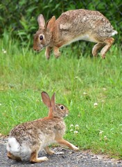 Funny Rabbit  in the park