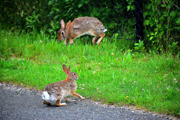 Funny Rabbit  in the park