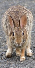 Funny Rabbit  in the park