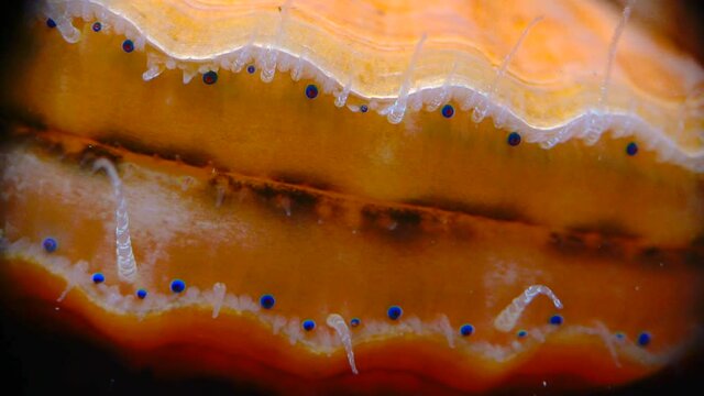 Black Sea mollusk Scallop (Flexopecten ponticus). Small blue eyes and tentacles on the mantle of a bivalve mollusk