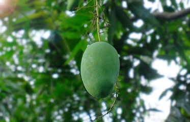Mango fruit - Close up detail of fresh mango fruit on the tree