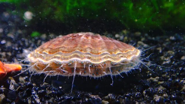 Black Sea mollusk Scallop (Flexopecten ponticus)
