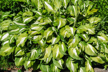 a shrub that grows on the ground in the garden, with two-colored leaves in green and white