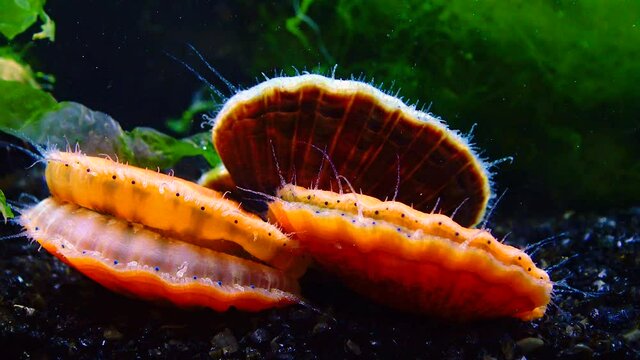Black Sea mollusk Scallop (Flexopecten ponticus)