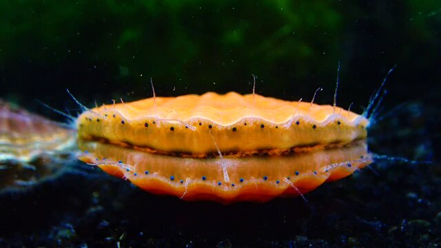 Black Sea mollusk Scallop (Flexopecten ponticus)