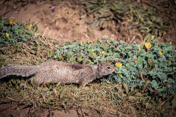 Beachy ground squirrel smelling of yellow succulent flower on beach at Fort Bragg CA USA