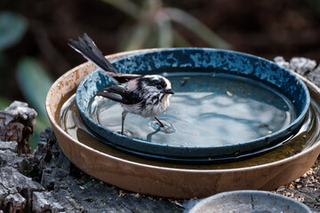 庭の鉢皿に溜まった雨水で水浴びするエナガ