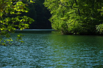 緑豊かな夏の鎌池