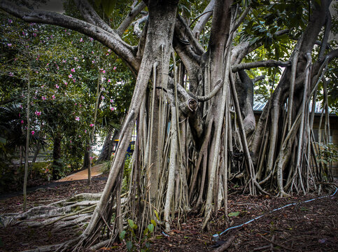Trunks of multiple tropical  fig trees with roots growing from high in the tree