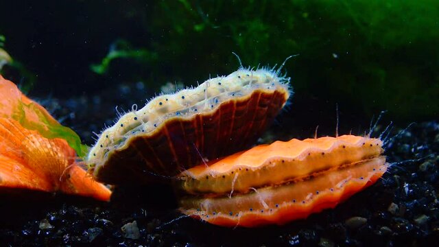 Black Sea mollusk Scallop (Flexopecten ponticus)