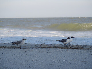 Birds on the ocean beach as waves crash in