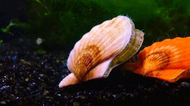Black Sea mollusk Scallop (Flexopecten ponticus)