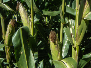 Corn husks still on the stalks