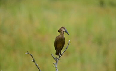 Fototapeta premium Hamerkop or Hammerkop ( scopus umbretta ) is a wading bird brown in color with long beaks