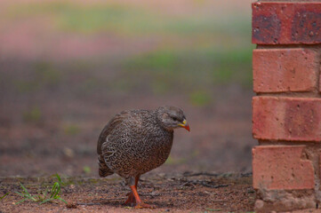 Cape francolin or Natal spurfowl is a very ccommon bird in South Africa