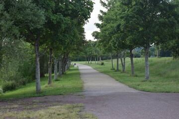 des arbres alignés le long du chemin
