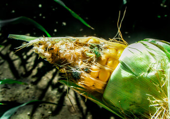 Green caterpillar, corn earworm, coming out of an ear of corn