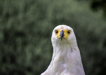 Close up portrait of an isolated African fish eagle (haliaeetus vocifer) head