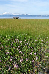 津軽半島平舘海岸ハマヒルガオ