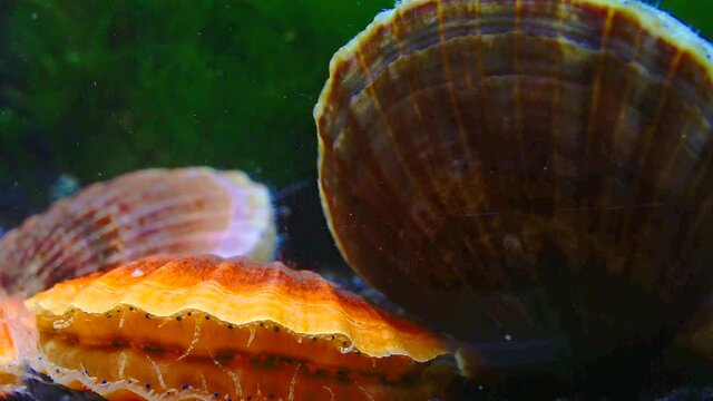 Black Sea mollusk Scallop (Flexopecten ponticus)