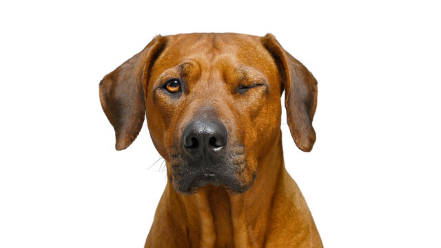 Winking dog close-up portrait Rhodesian ridgeback