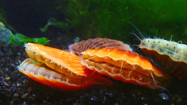 Black Sea mollusk Scallop (Flexopecten ponticus)