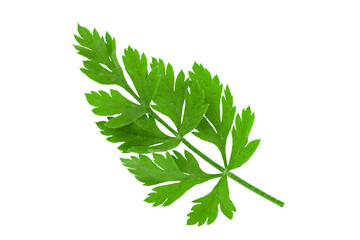 green branch with large leaves isolate on white background