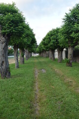 Chemin avec des arbres alignés