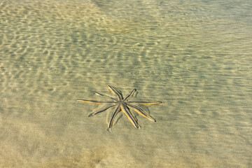 Fototapeta na wymiar Estrela do mar deslizando na areia da praia