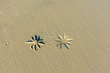 Estrela do mar deslizando na areia da praia