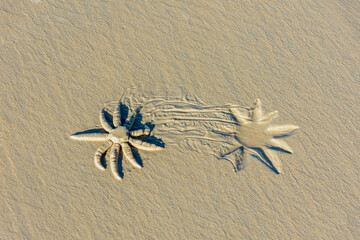 Rastro de estrela do mar se deslocando