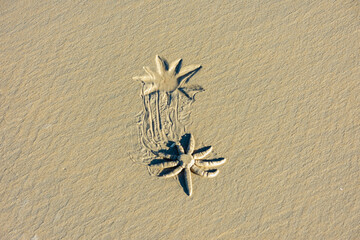 Rastro de estrela do mar se deslocando