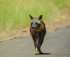 Portrait of an old lone Brown Hyena (Hyaena brunnea) in Kruger during a safari