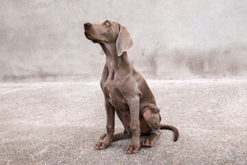 weimaraner dog