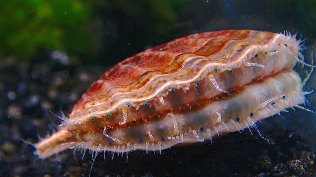 Black Sea mollusk Scallop (Flexopecten ponticus)