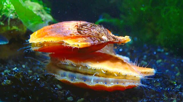 Black Sea mollusk Scallop (Flexopecten ponticus)