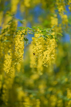 flowers in spring