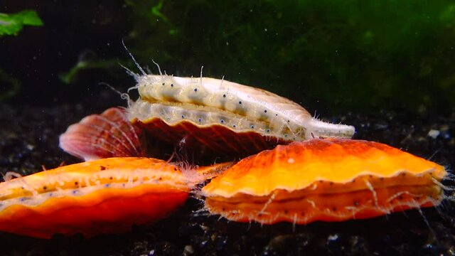 Black Sea mollusk Scallop (Flexopecten ponticus)