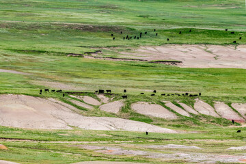 Cattle herd at edge of The Badlands