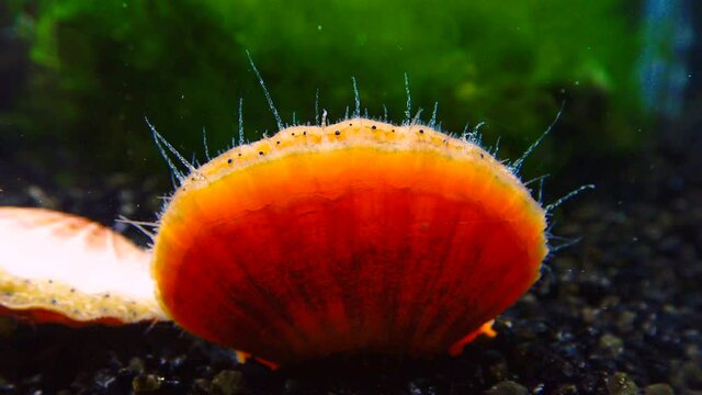 Black Sea mollusk Scallop (Flexopecten ponticus)