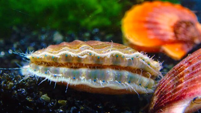 Black Sea mollusk Scallop (Flexopecten ponticus)