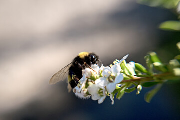 Bumblebee 1
