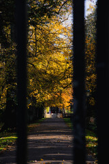 Yellow leaves and a path leading to the College