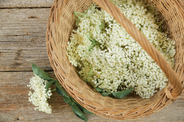 Wicker basket full of elderberry flowers.	