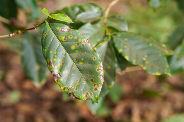 coffee berry disease Plant disease of coffee leaves in a farm with researchers Coffee plantations...