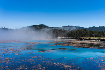 Whaler's Cove in Fog in in Point Lobos State Park