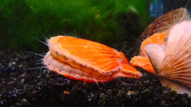 Black Sea mollusk Scallop (Flexopecten ponticus)