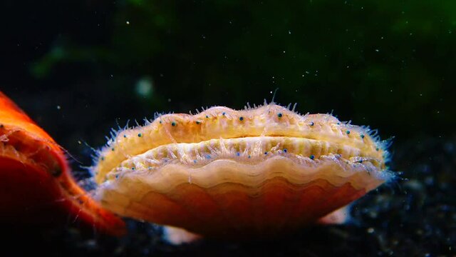 Black Sea mollusk Scallop (Flexopecten ponticus)